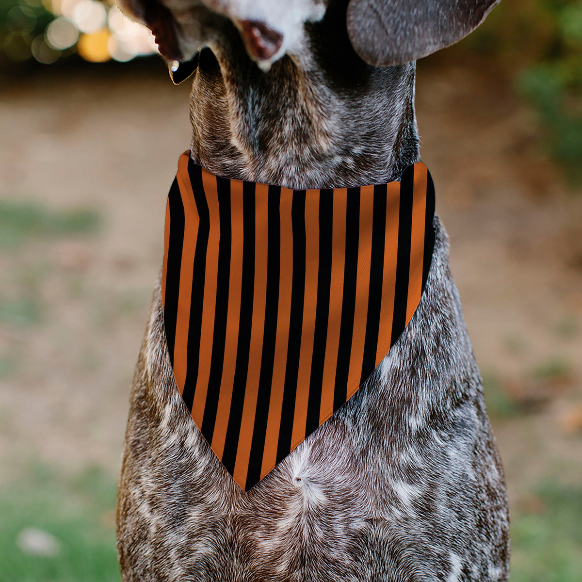 Pet Bandana - Jack-o'-Lantern Pumpkin Stripe Orange/Black