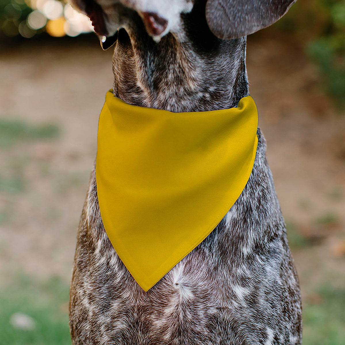 Pet Bandana - Colorado Flag/Mountain Silhouette Yellow