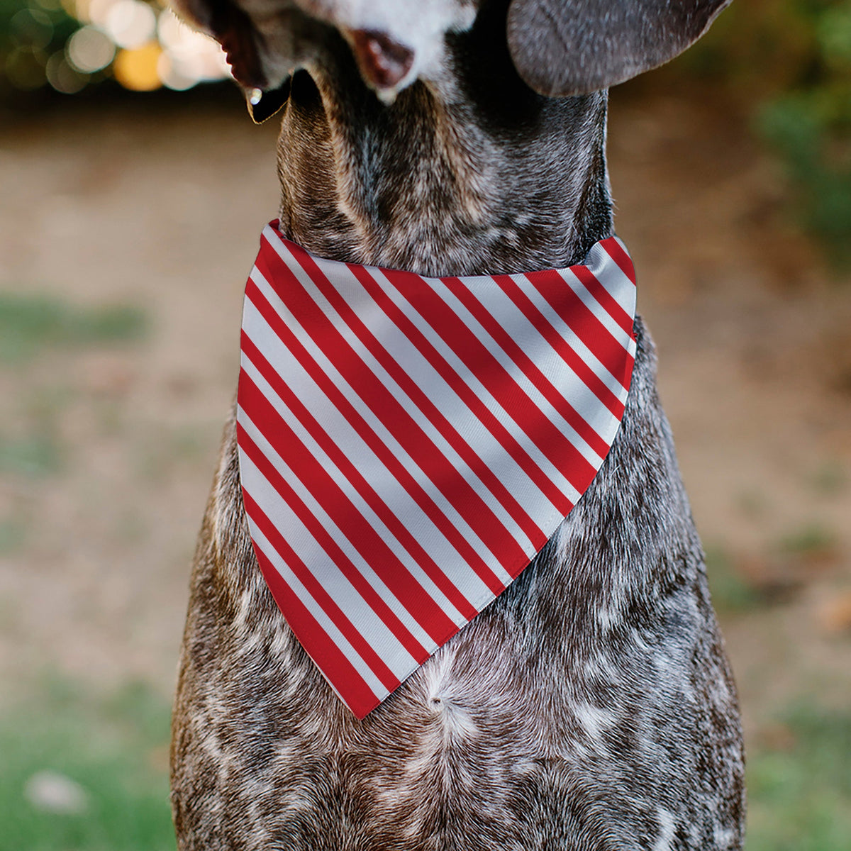 Pet Bandana - Candy Cane3 Stripe White/3-Red