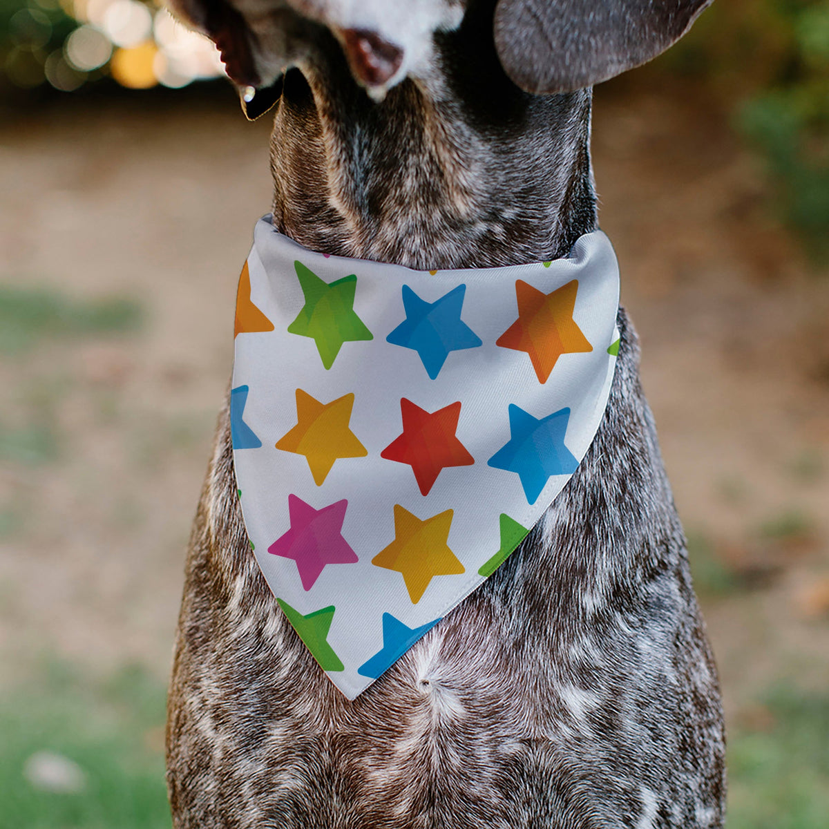 Pet Bandana - BIRTHDAY BOY Text and Stars White/Multi Color