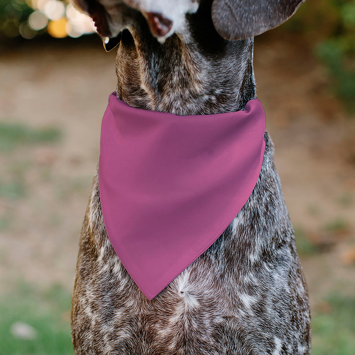 Pet Bandana - BIRTHDAY GIRL Text Pinks/White