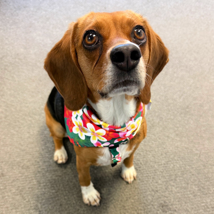 Aloha Dog Bandana