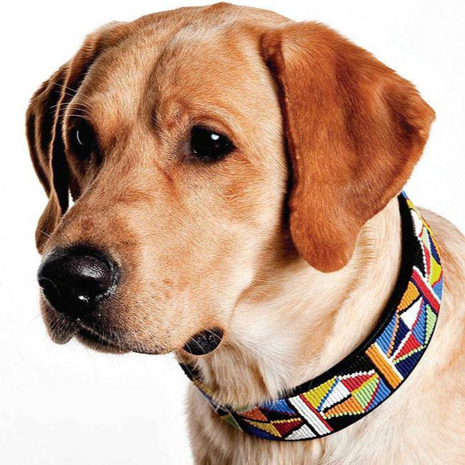 "Primary" Beaded Dog Collar