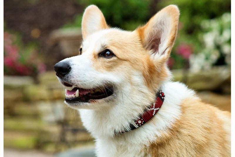 Maasai Shield Beaded Dog Collar