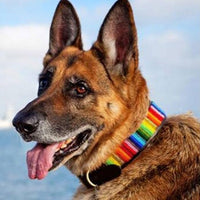 Rainbow Beaded Dog Collar
