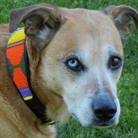 Hippo Circus Beaded Dog Collar