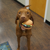 Big Buns Foodies Hamburger Ruff-Tex® Latex Ball Dog Toy