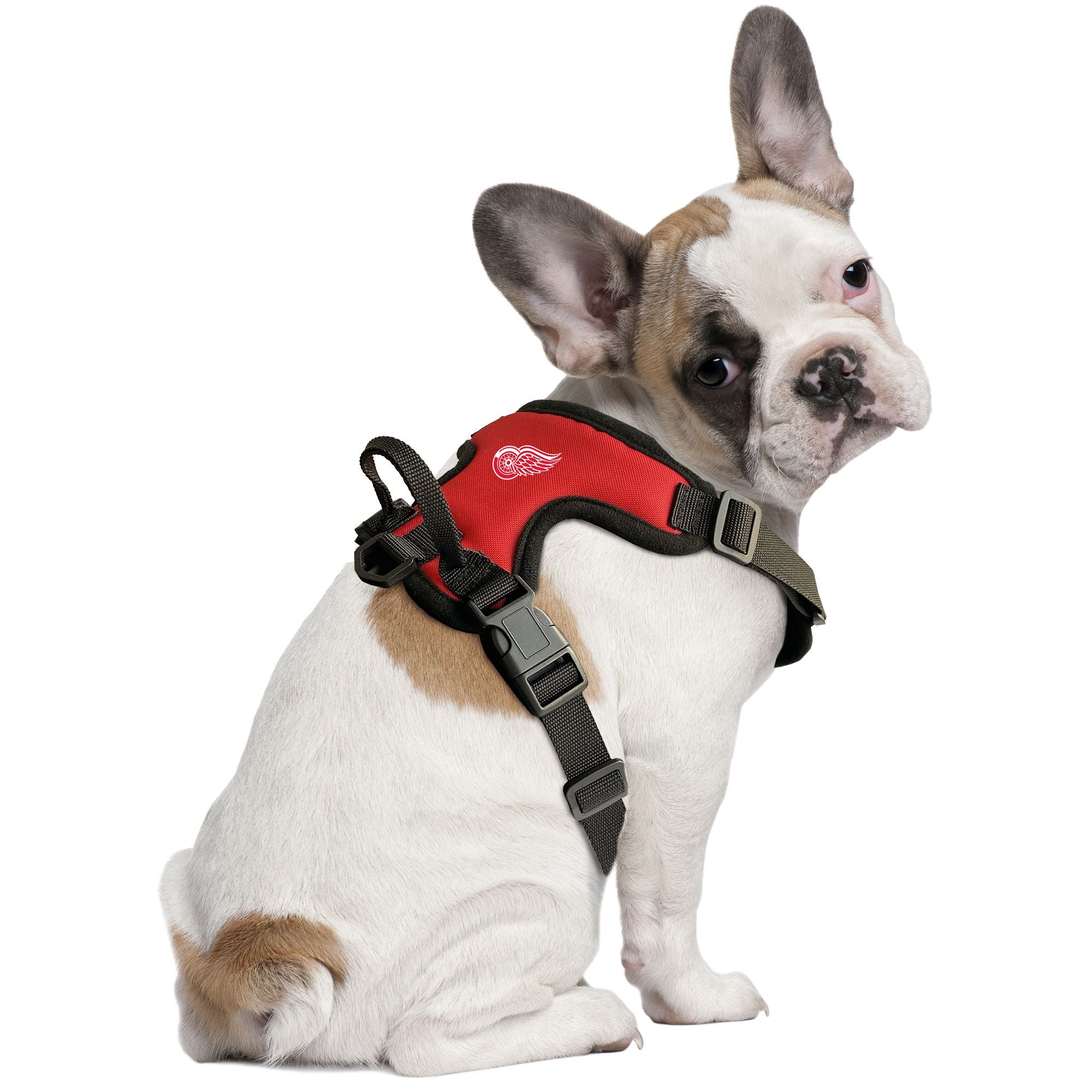 Dog harness 2024 with wings