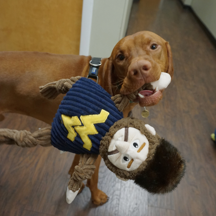 NCAA West Virginia University, Mountaineer Knottie® Plush Dog Toy