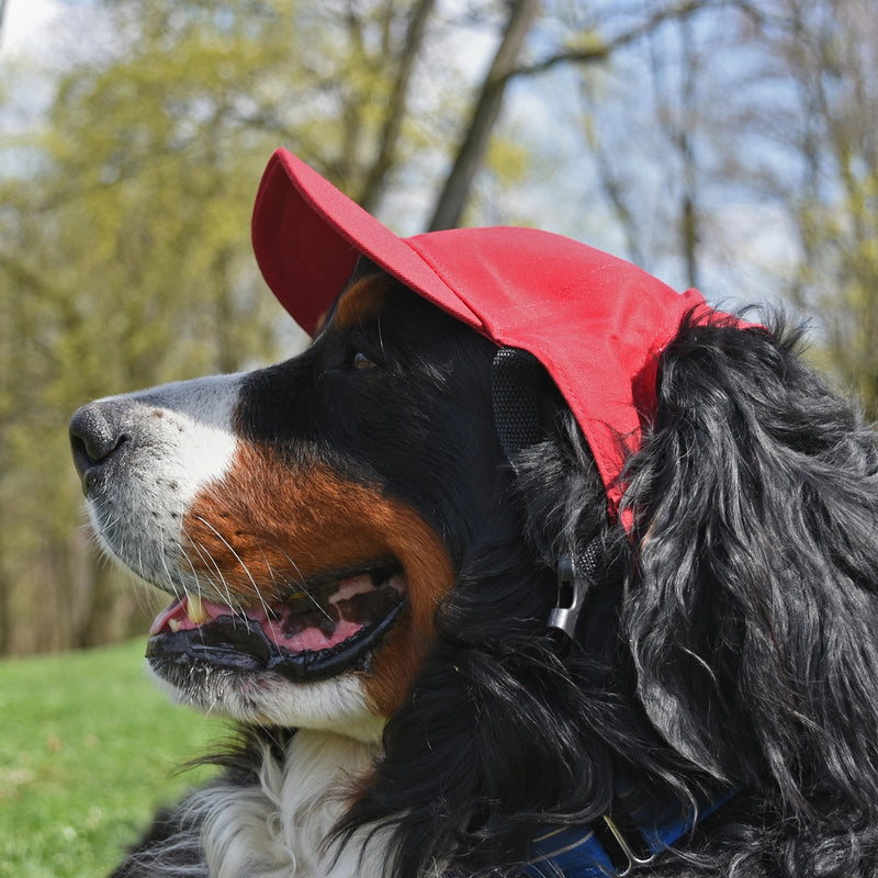 AZ Diamondbacks Pet Baseball Hat