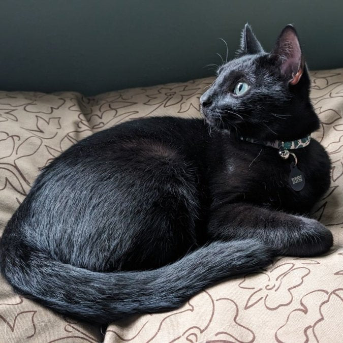 Body Glove Paintflower Pet Napper - Pet Bed