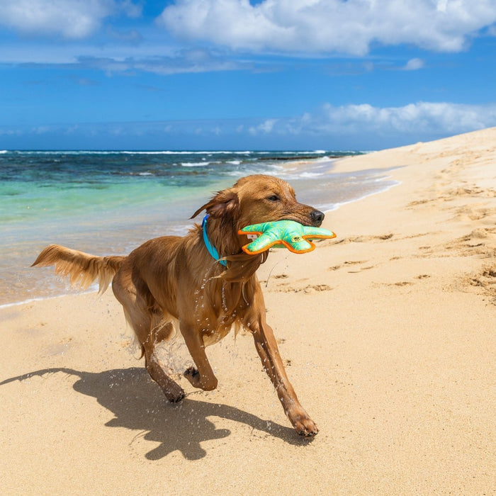 Body Glove Tough Toss Star - Flying Disc Toy For Dogs
