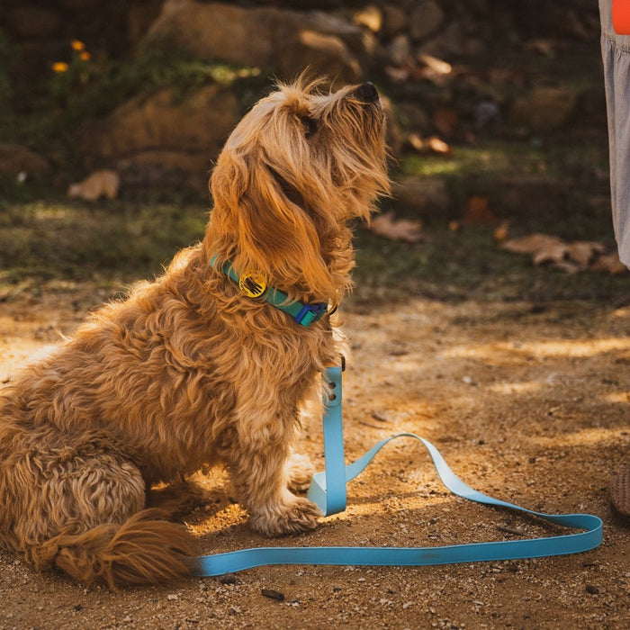 Body Glove Waterproof Dog Leash