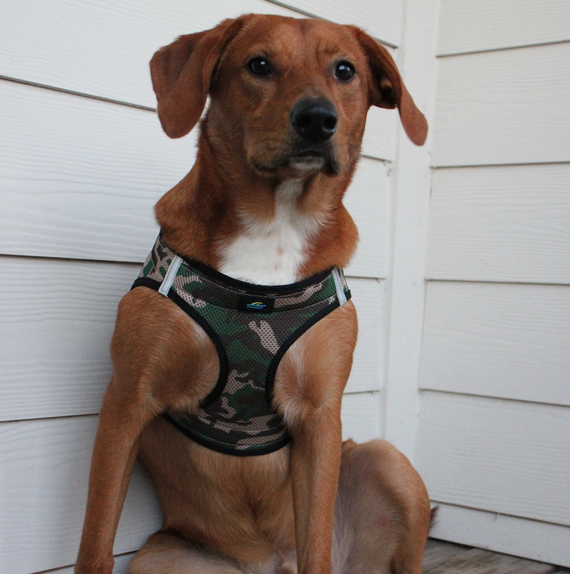 American River Choke Free Dog Harness™ Green Camo