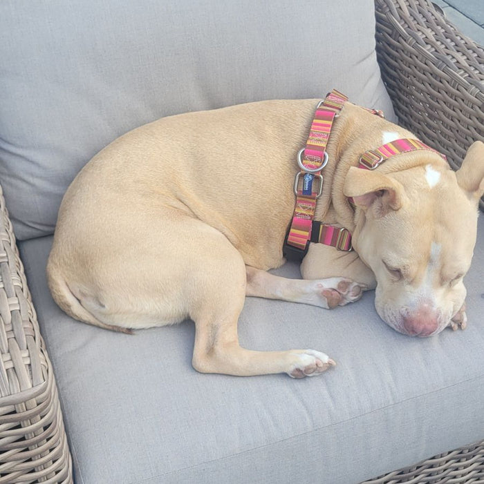 Bonnie Dog Leash – EarthStyle