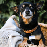 Good Boy Pet ID Tag