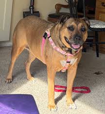 Daisy Dot Dog Leash – EarthStyle