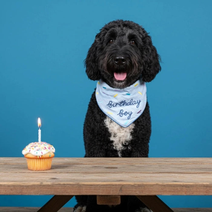 Birthday Boy Pet Bandana