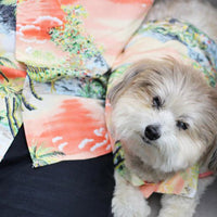 Après BBQ Pet or Human Shirt
