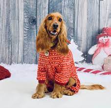Reindeer Fairisle Pet Pajamas - CLOSEOUT