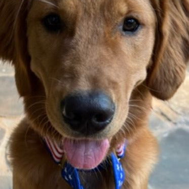 1″ Stars and Stripes Ribbon Dog Leash