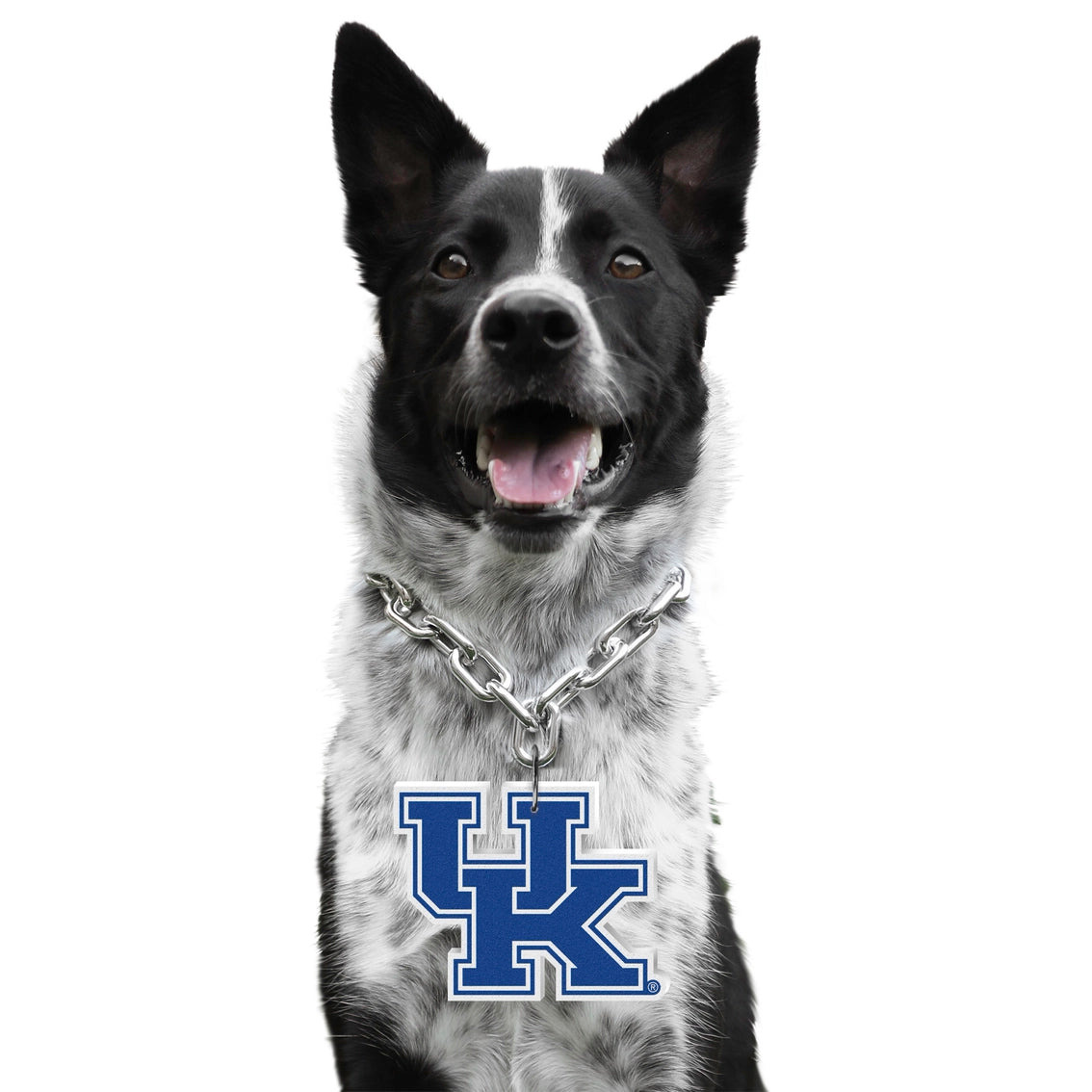 KY Wildcats Pet Fan Chain