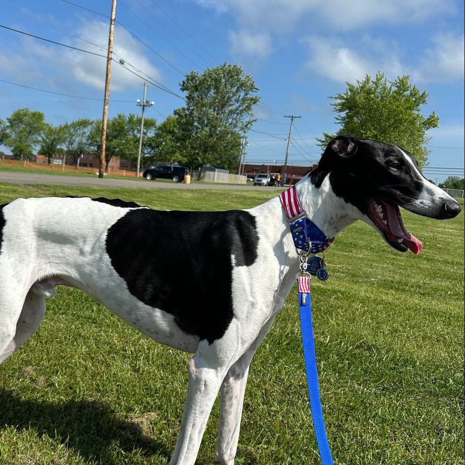 1″ Stars and Stripes Essential Martingale Dog Collar