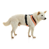 Escape Free Comfort X One