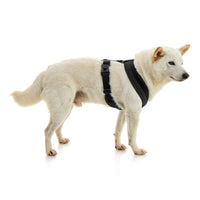 Escape Free Comfort X One