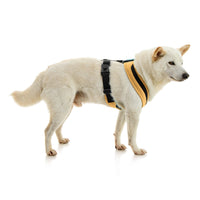 Escape Free Comfort X One