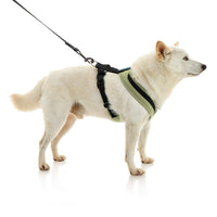 Escape Free Comfort X One