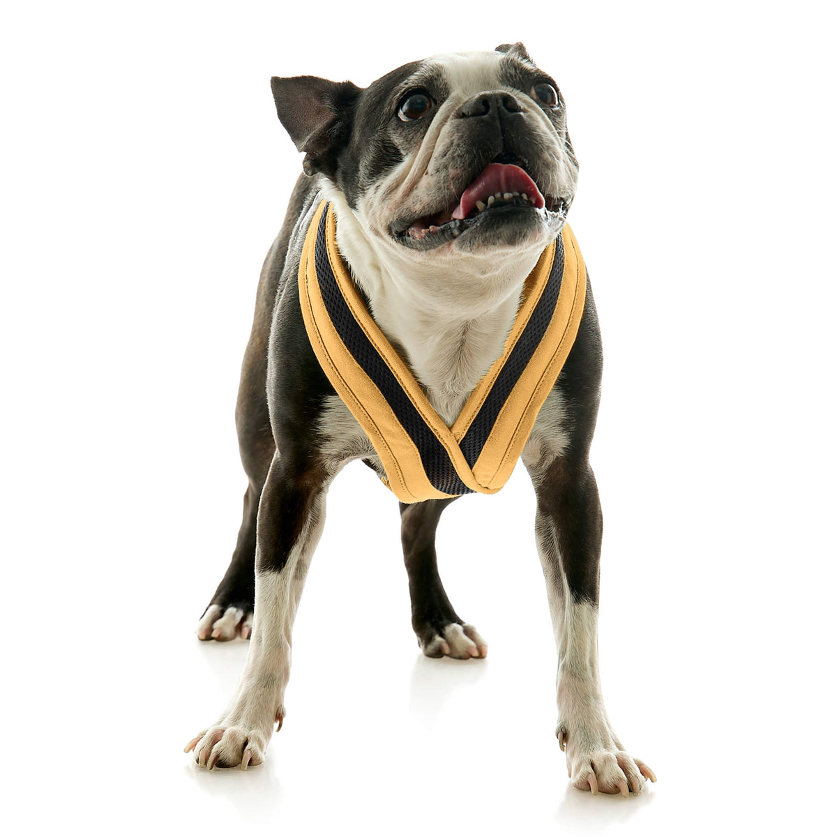 Escape Free Comfort X One