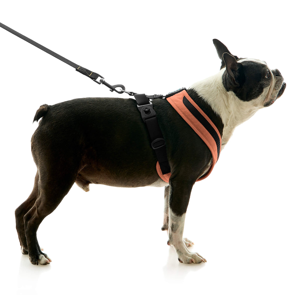 Escape Free Comfort X One