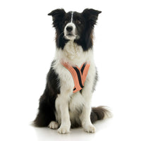 Escape Free Comfort X One