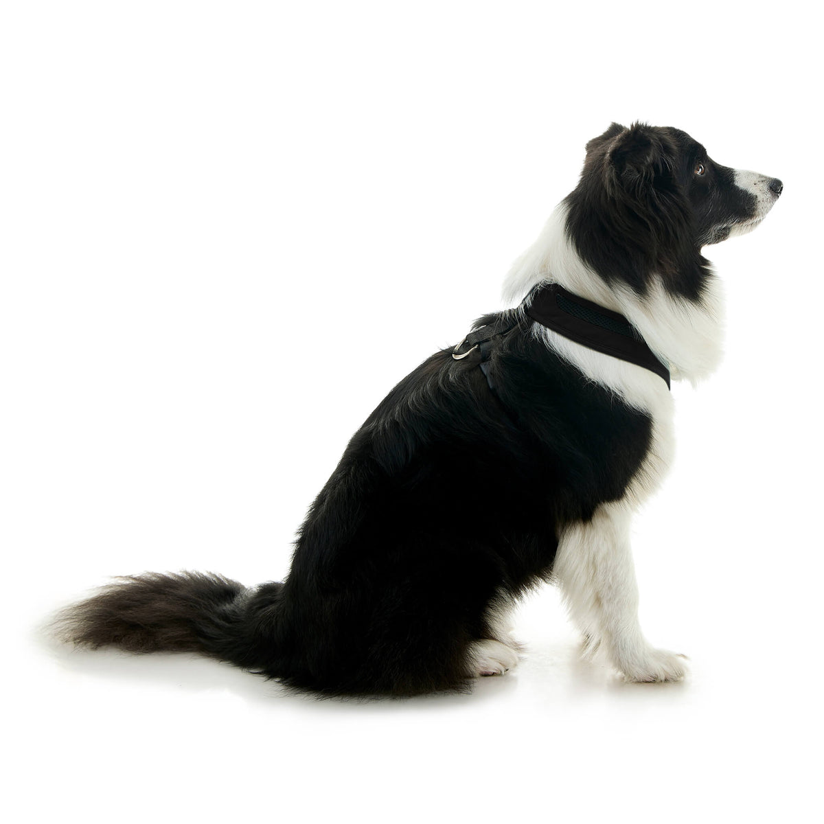 Escape Free Comfort X One