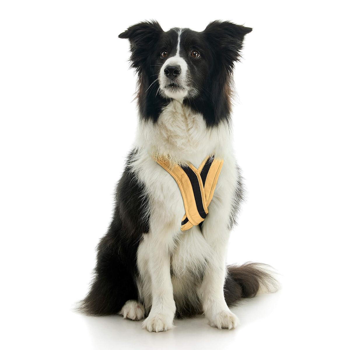 Escape Free Comfort X One