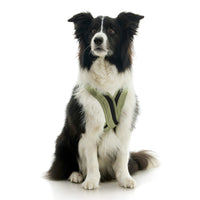 Escape Free Comfort X One