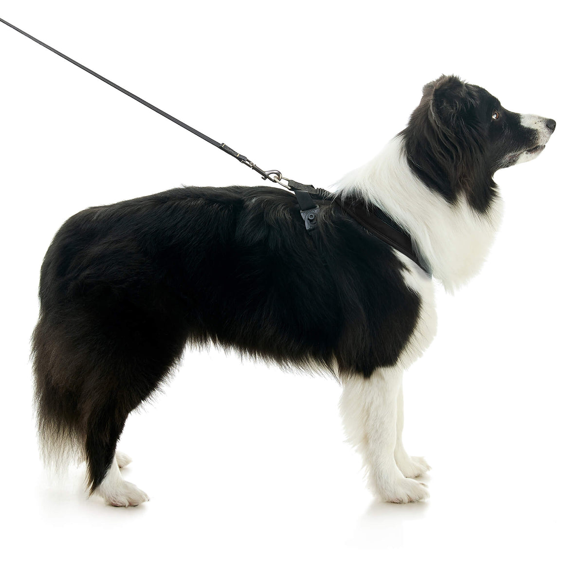 Escape Free Comfort X One