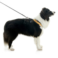 Escape Free Comfort X One