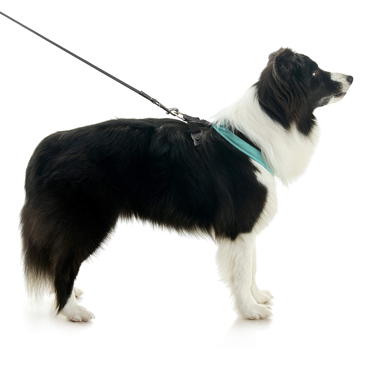 Escape Free Comfort X One