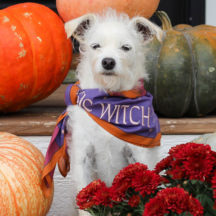 Basic Witch Bandana