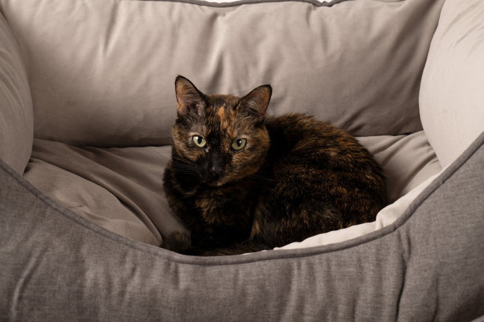 GreenDog Kuddler- Luxe Neutral