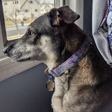 Hydrangea Velvet Essential Dog Collar