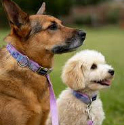 Hydrangea Velvet Dog Leash