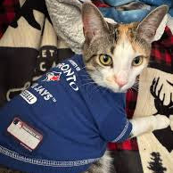 Toronto Blue Jays Athletics Tee Shirt