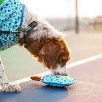 Pickleball Blue Dog Tough Toy