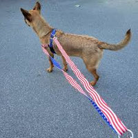 Star Spangled Dog Leash – EarthStyle