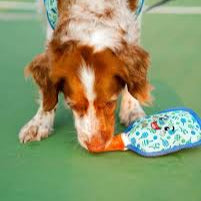 Pickleball Blue Dog Tough Toy