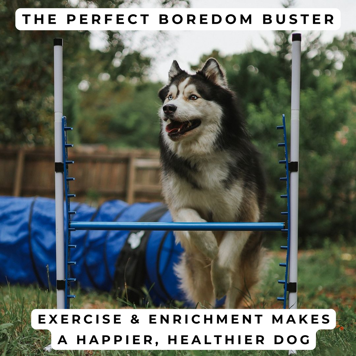 Better Sporting Dogs Adjustable Dog Agility Bar Jumps