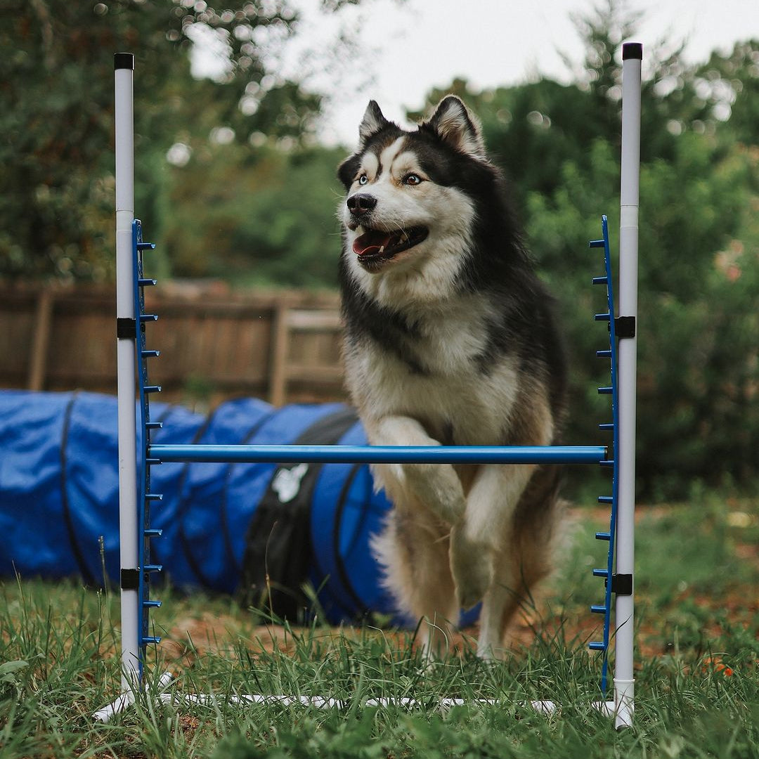 Better Sporting Dogs Upgraded Dog Agility Set – 5 Piece Training Kit with Safety Breakaway Tire Jump, Displacement Bar Jump, Tunnel, Weave Poles & Pause Box
